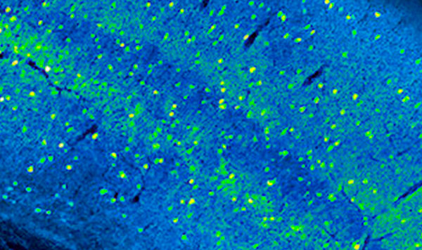 Behavioral Core thumbnail