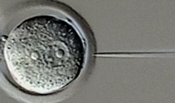 Transgenic Gene Targeting Core thumbnail